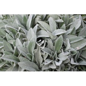 Čistec vlnatý (Stachys byzantina) kont. C1.5L